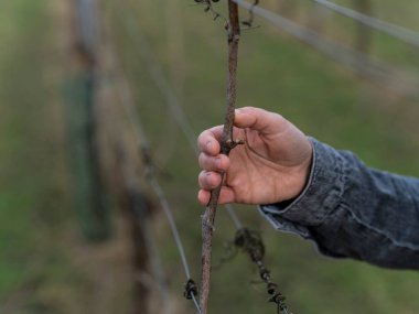 Üzüm bağı bakımı ve hazırlık çalışmaları sırasında ahşap dokusunu ve tomurcuk oluşumunu gösteren üzüm kesiminin ayrıntılı incelemesi
