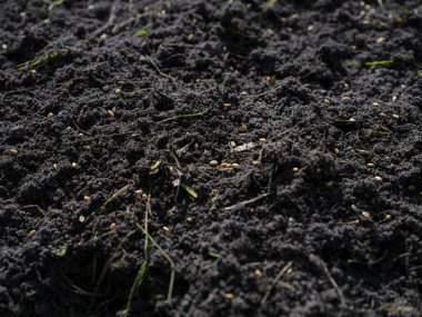 Dağınık tohumlarla ya da organik maddelerle dolu karanlık verimli toprak yüzeyi, tahıl ekimi için tarımsal alan hazırlıklarını gösteriyor.