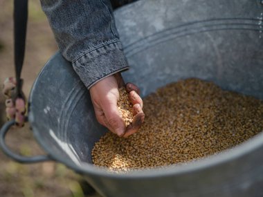 Depolama kovasından alınan tahıl tohumlarını toplayan tarım işçisi geleneksel tohumlama hazırlama yöntemlerini gösteriyor.