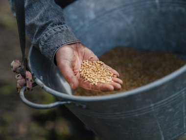 Metal depolama kovasının üzerinde küçük tahıl tohumlarını tutan ellerin yakın çekimi, kalite değerlendirmesi ve tohumlama hazırlıklarını gösteriyor