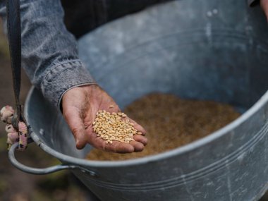 Çiftçinin tarımsal hazırlık ve kalite kontrol süreci sırasında ellerinde tutulan tahıl tohumlarını incelemesi