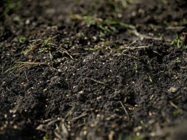 Dağınık tahıl tohumları ve gelişen çimlerle tarımsal toprak yüzeyinin detaylı görüntüsü doğal filizlenme sürecini gösteriyor.