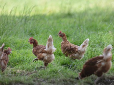 Uzun doğal çimlerde beslenen serbest tarım tavukları sürdürülebilir tarım uygulamalarını gösteriyor