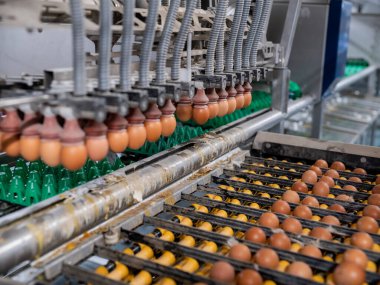 Taşıma bantları ve otomatik ambalaj sistemleriyle endüstriyel yumurta işleme hattı