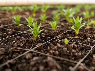 Sistemli zambak üretimi için sera tesisi içinde büyüyen tepsilerde düzenli sıralanmış genç zambak tohumları