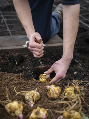 Eller dikkatle, sera ekimi alanındaki toprağa sistematik şebekeyle zambak ampulleri yerleştiriyor.