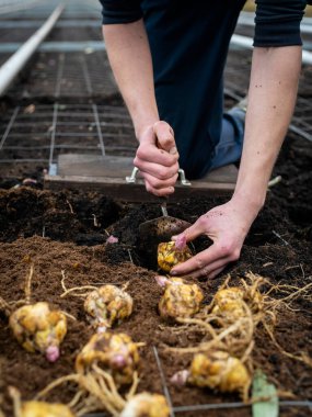 Ticari tarım için sistematik yaklaşımı kullanarak sera toprak yataklarına nilüferler eken işçiler
