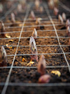 Ticari sera ekiminde erken gelişim aşamasını gösteren topraktan bireysel zambak atışı