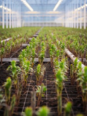 Zambak serasının geniş perspektifi organize büyüyen satırlarla geniş sistematik tarımı gösteriyor
