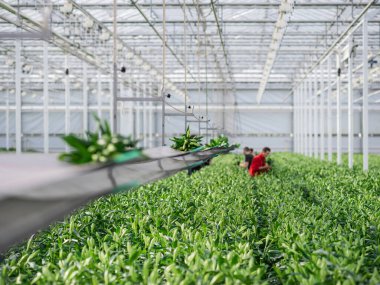 Olgun zambak serası, işçi ve geniş ölçekli ticari üretim gösteren geniş ekili