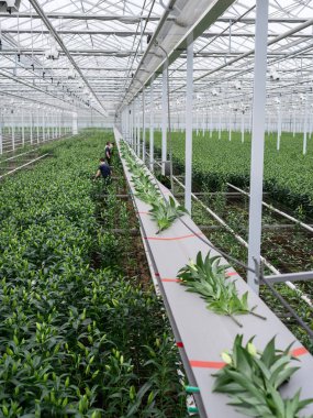 Ticari serada çiçek üretimini sürdüren işçilerle birlikte otomatik nilüfer bitkisi taşıma sistemi