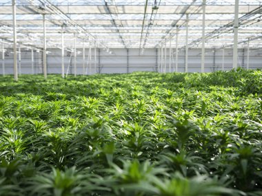 Ticari sera tesisinde yoğun ekili zambak yetiştirme perspektifi