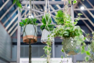 Parlak sera veya konservatuar ortamında asılı makrome halat askılarında birden fazla bitki var.
