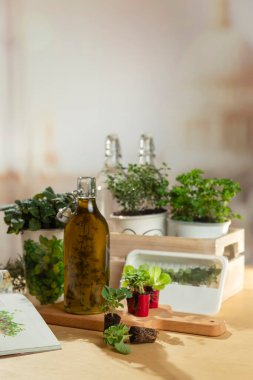 Yağ şişesi, çeşitli konteynırlarda fidanlar ve bitki bakımı malzemeleriyle bitki yetiştirme seti.