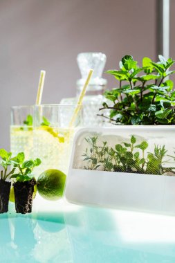 Nane şekerli bitki bahçesi ve doğal içecekler için limon suyu.