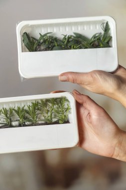 İki kap taze mikro yeşil fidan tutan eller, sürdürülebilir tarım kavramı