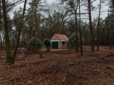 Ağaçlarla çevrili ormandaki tuğla bina.