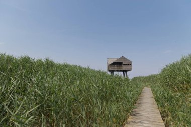 Tahta kuş gözlemi. Tahta kaldırımlı, uzun kamışların arasından gizlenmiş. Sulak arazi doğa koruma alanında.