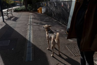 Sokakta gölgeli, kaldırımlı, sokak fotoğrafçısı melez bir köpek.