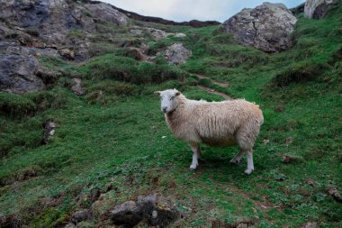 Büyük yosun kaplı kaya parçaları ve yeşil otlarla kayalık arazide koyunlar.
