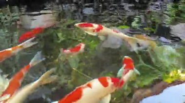 Taze temiz suyla gölette yüzen renkli koi balığı..