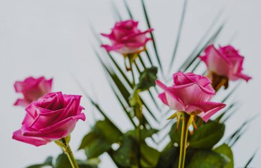 Açık arkaplanda pembe güller, yakın plan.