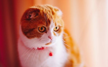 Beyaz arka planda tatlı kırmızı kedi