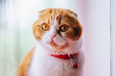 Yerde oturan sevimli kedi.