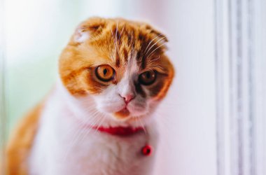 Büyük gözleri olan sevimli kırmızı kedi.