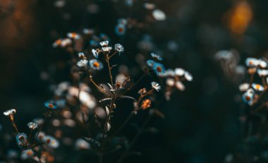 Bahçedeki güzel çiçekler