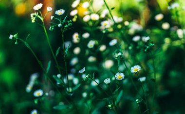 Bahçedeki güzel çiçekler