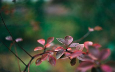 Güzel çiçekler yaz pembesi