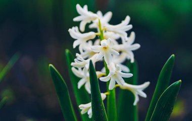 Güzel bahar Çiçek bahçesinde
