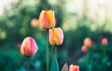 Bahçede açan güzel lale çiçekleri..