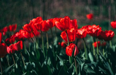 Bahçede bahar çiçekleri. Güzel kırmızı laleler.