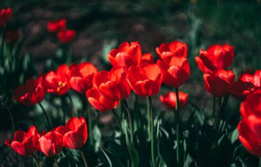 Bahçedeki kırmızı çiçekler