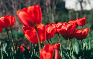 Bahçedeki laleler, ilkbahar