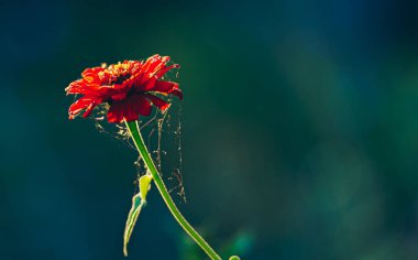  Sarı gül koyu renk tema