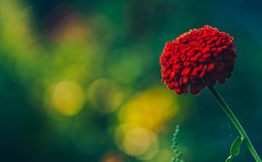  Sarı gül koyu renk tema