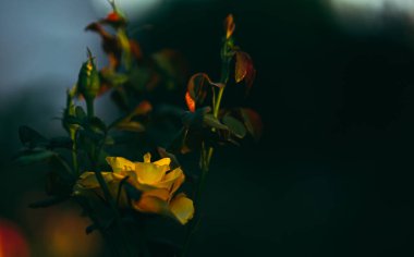  Sarı gül koyu renk tema