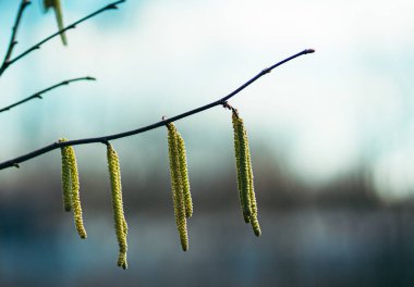 bir dalda bahar söğüdü tomurcukları