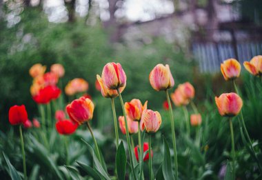 Bahçedeki kırmızı laleler