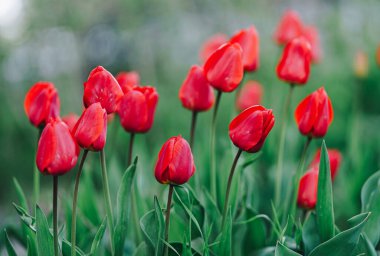 Bahçede kırmızı lale çiçek