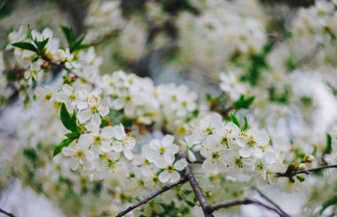 Çiçek açan güzel ağaçlarla dolu bir arka plan. seçici odak