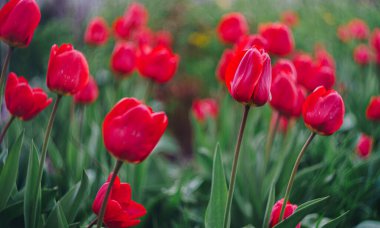 Bahçedeki güzel laleler