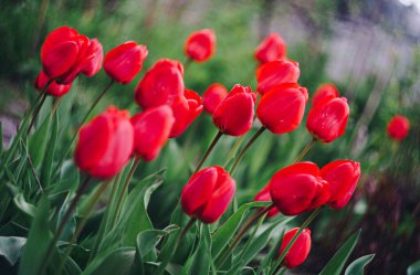 Yeşil arka planda kırmızı laleler. Baharda bahçede. Bulanık arkaplanda güzel laleler