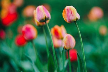 Bahçedeki güzel kırmızı laleler