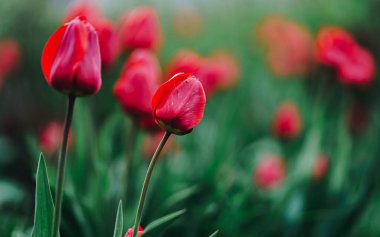 Bahçedeki kırmızı laleler