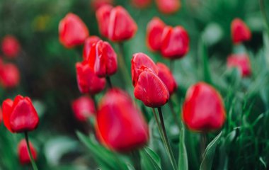 Bahçedeki güzel kırmızı laleler. bahar çiçekleri