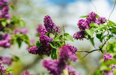 Baharda leylak çiçekleri